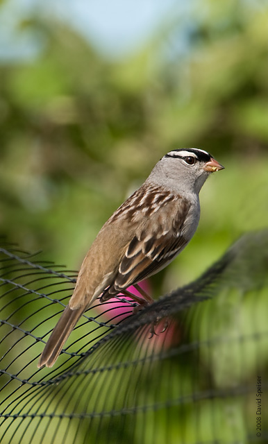 White-crowned Sparrow