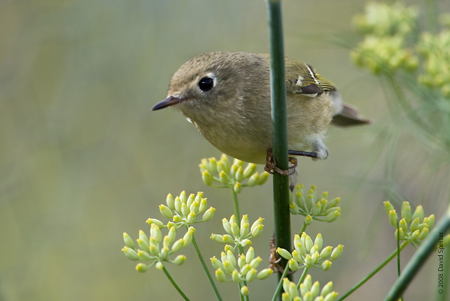 Ruby-crowned Kinglet