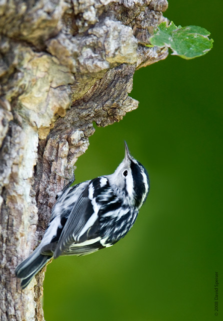 Black and White Warbler