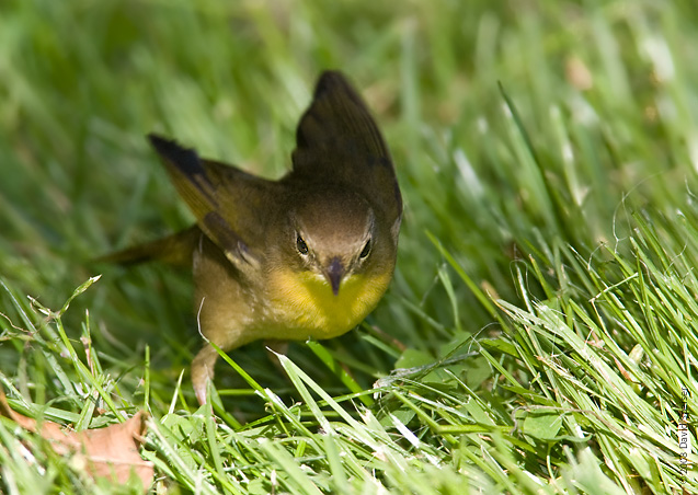 Common Yellowthroat