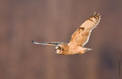 Short-eared Owl