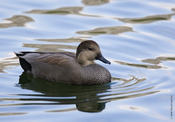 Gadwall