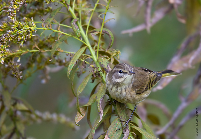 Palm Warbler