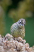 palm warbler 2.jpg