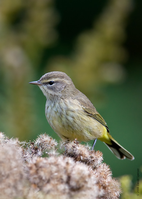 palm warbler 3.jpg