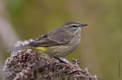 palm warbler 4.jpg