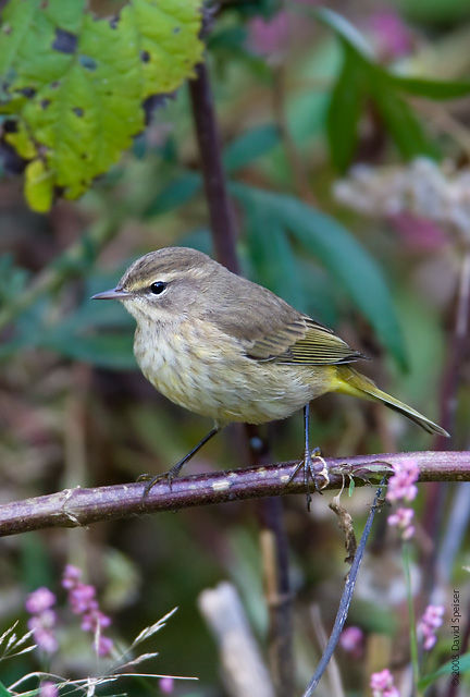 palm warbler 5.jpg