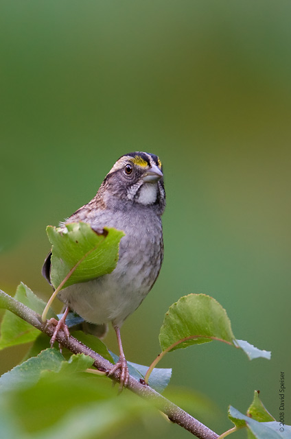 White-throated Sparrow