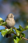 brown-headed cowbird 1.jpg