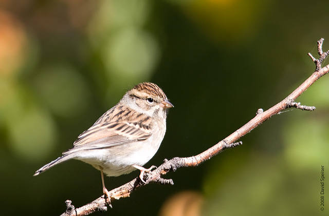 Chipping Sparrow