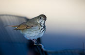 hermit thrush 1.jpg