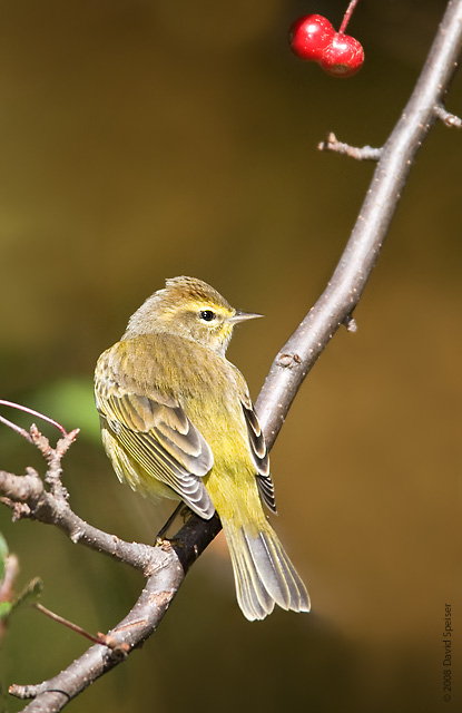 Palm Warbler