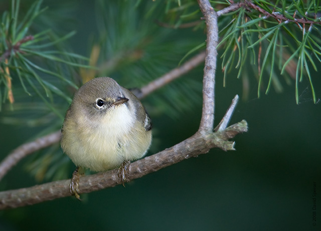 Pine Warbler