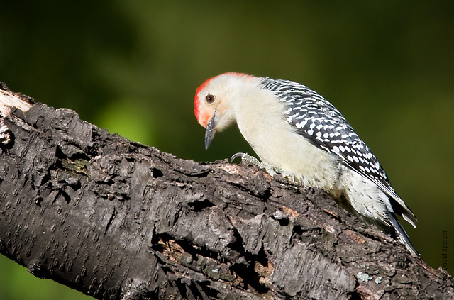 Red-bellied Woodpecker