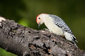 Red-bellied Woodpecker