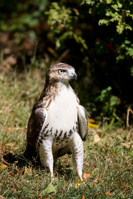 Red-tailed Hawk