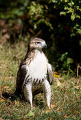 Red-tailed Hawk