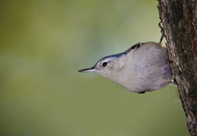 white-breated nuthatch 1.jpg