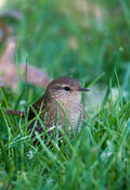 Winter Wren