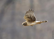 Northern Harrier