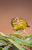 Palm Warbler Hunting