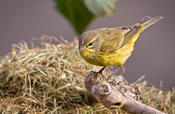 Palm Warbler