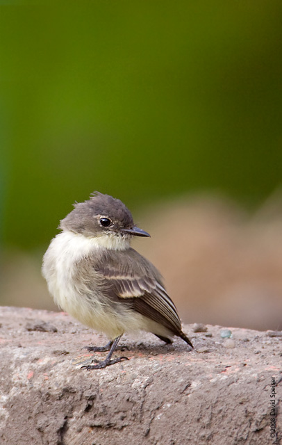 Eastern Phoebe Tailless