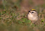 Golden-crowned Kinglet