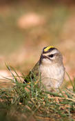 Golden-crowned Kinglet