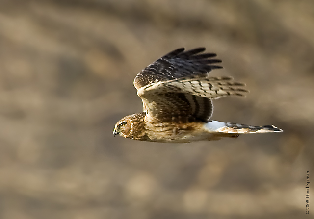 Northern Harrier