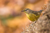 Palm Warbler