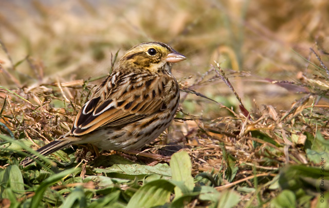 Savannah Sparrow