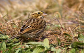 Savannah Sparrow