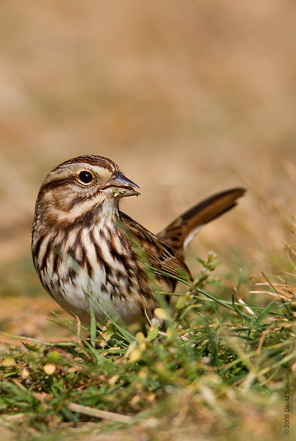 Song Sparrow