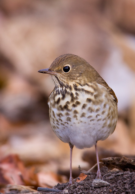 Hermit Thrush