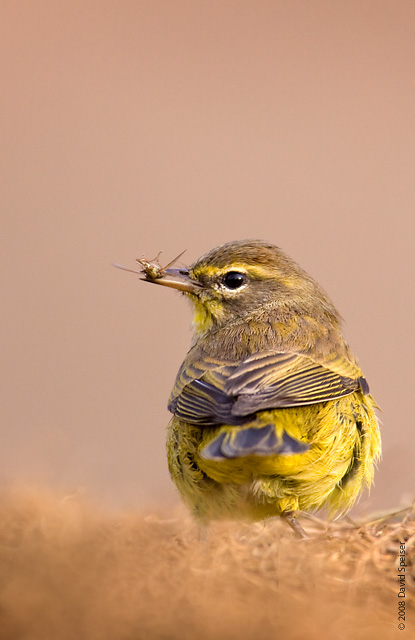 Palm Warbler with Insect