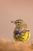 Palm Warbler with Insect