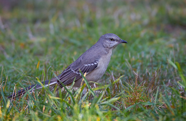 Northern Mockingbird