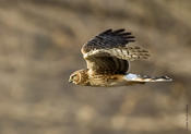 Northern Harrier