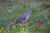 Northern Mockingbird