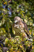 Red-tailed Hawk w/Golden-crowned Kinglet