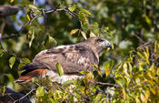 Red-tailed Hawk