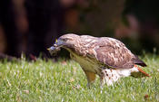 Red-tailed Hawk w/Golden-crowned Kinglet