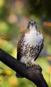 Red-tailed Hawk immature