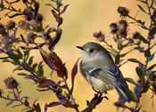 Ruby-crowned Kinglet