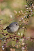 Ruby-crowned Kinglet