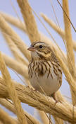 Savannah Sparrow "Ipswich"