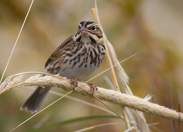 Savannah Sparrow