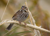 Savannah Sparrow