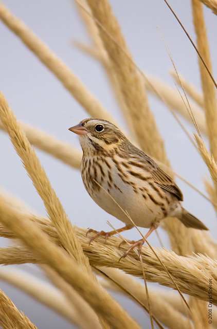 savannah sparrow 3a.jpg